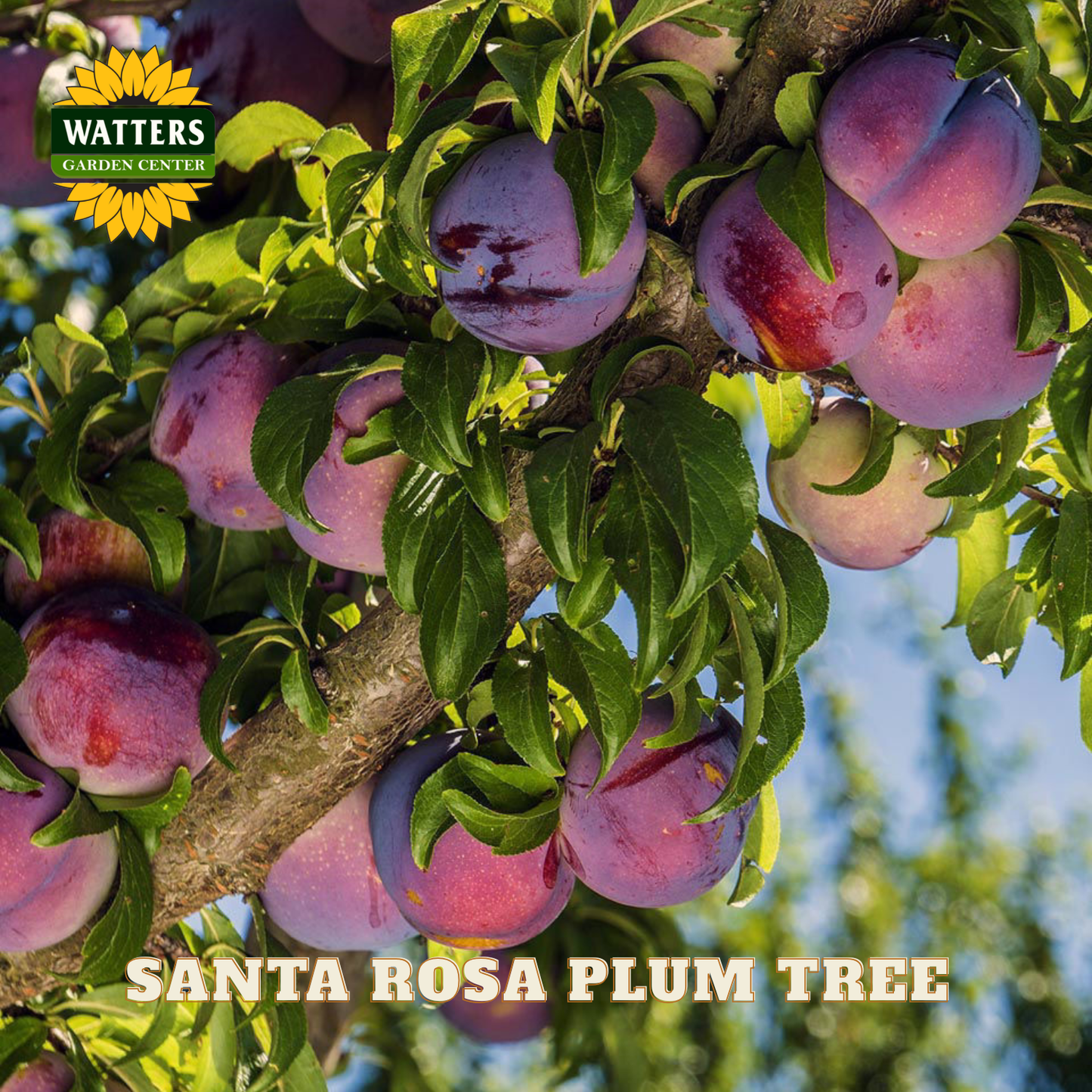 Santa Rosa plum tree with plums and Watters Garden Center logo.