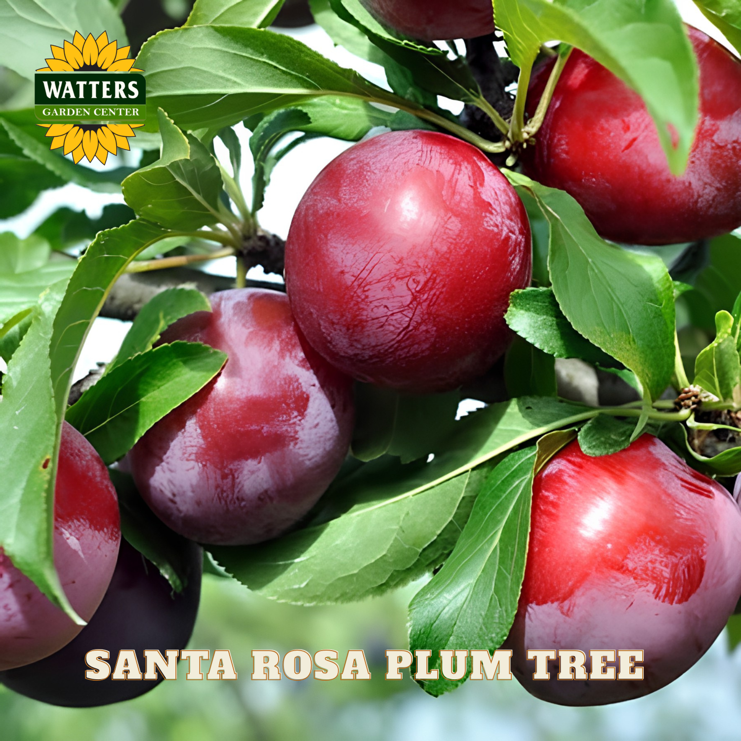 Red plums on a branch with 'Watters Garden Center' logo and 'Santa Rosa Plum Tree' text.