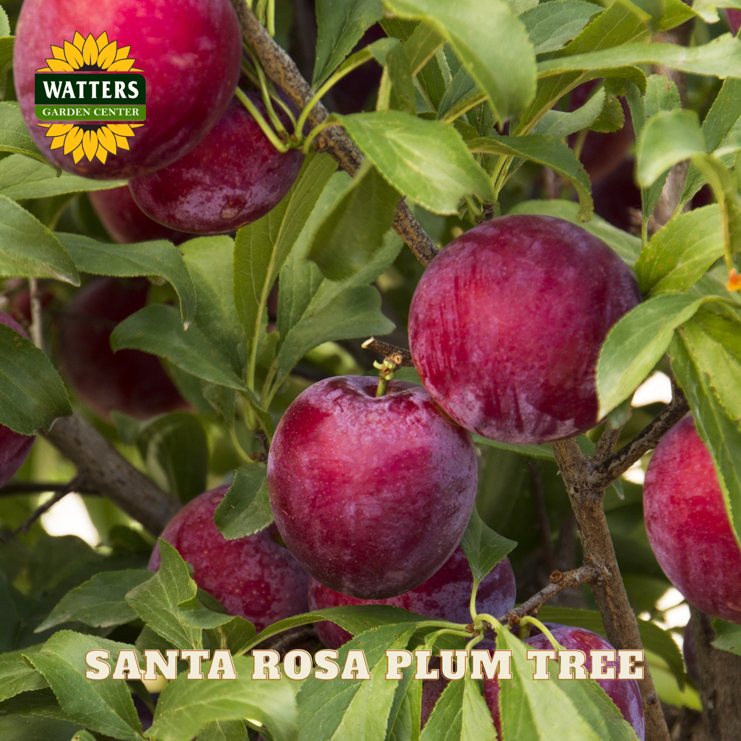 Red plums on a tree branch with 'Watters Garden Center' logo and text.