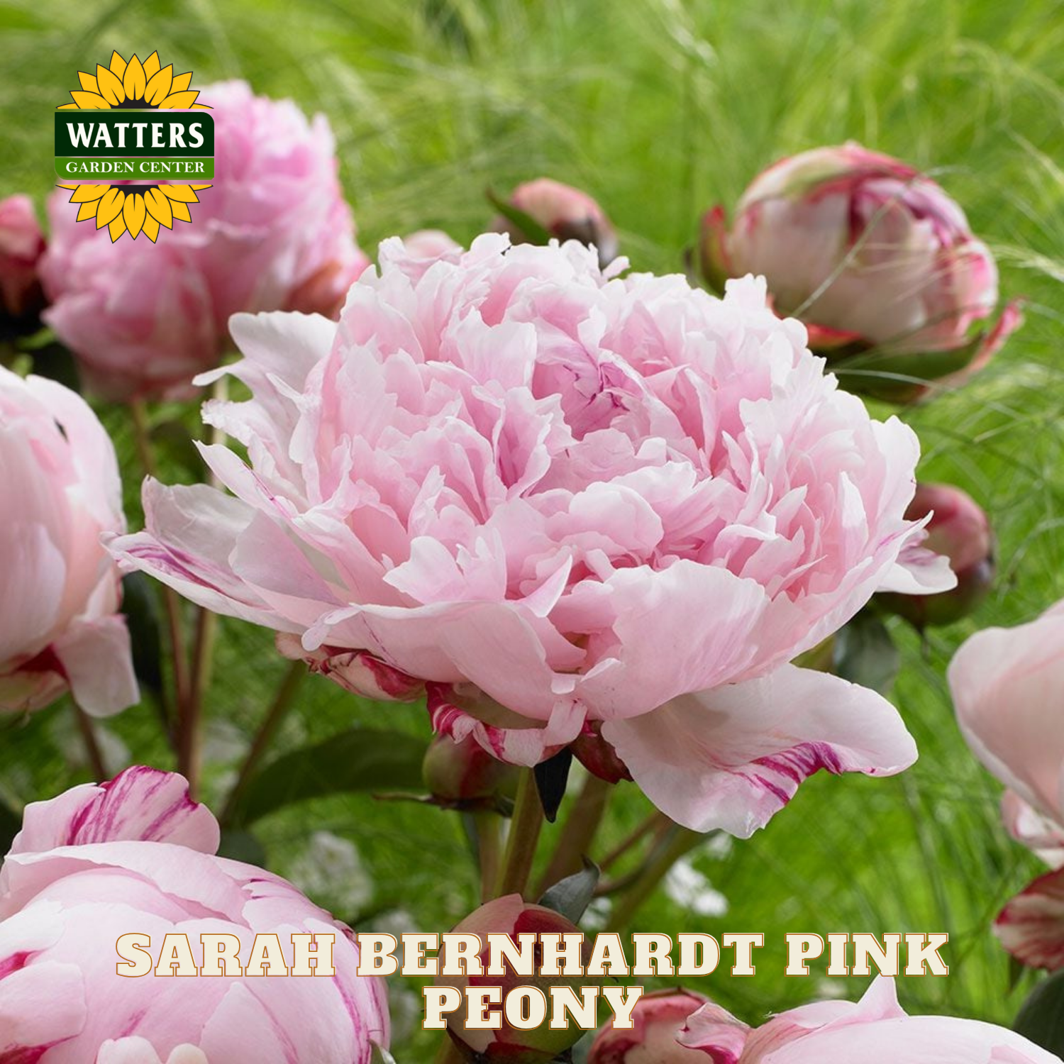 Pink peony flower with buds and green leaves, branded with Watters Garden Center.