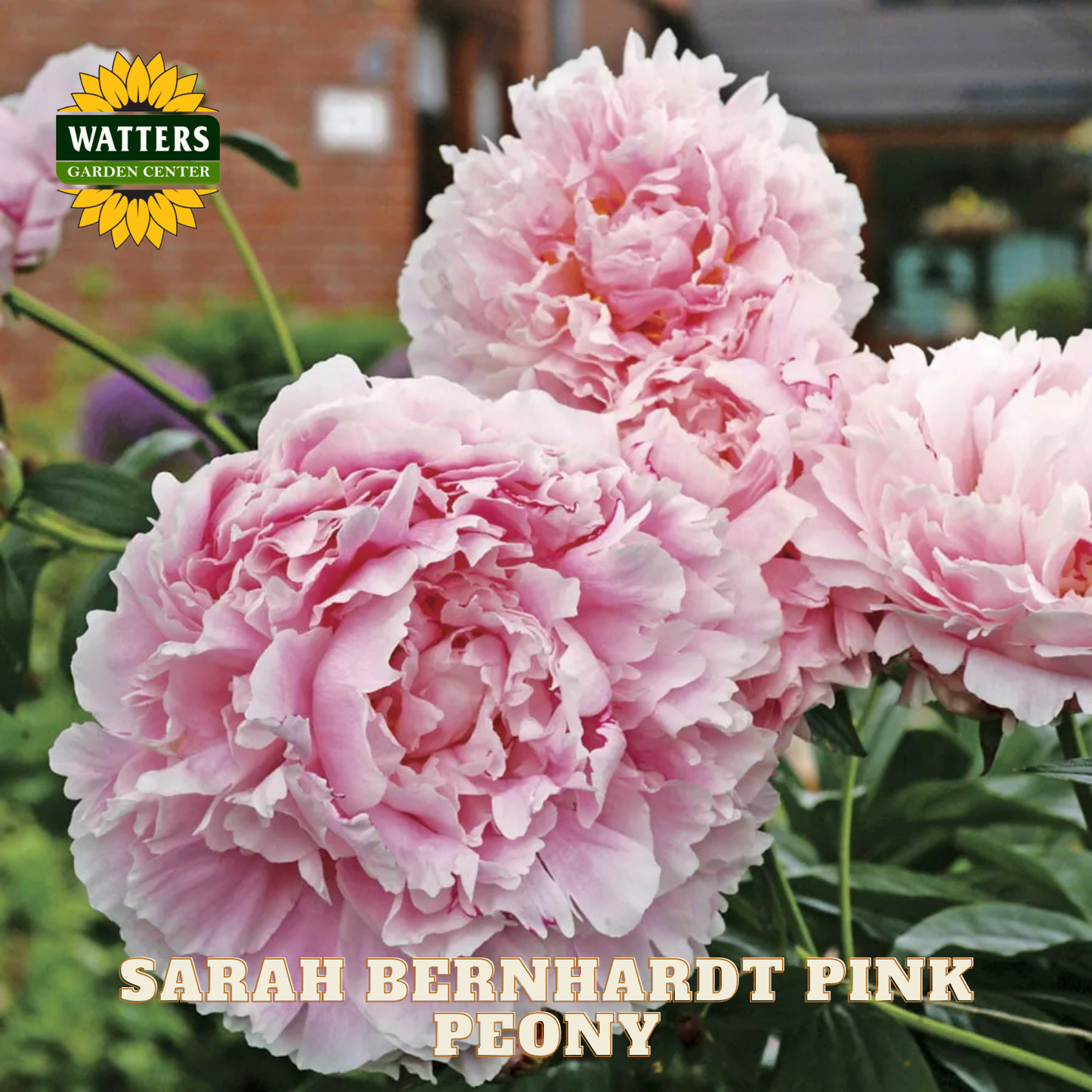 Pink peony flowers with Watters Garden Center logo and 'Sarah Bernhardt Pink Peony' text.