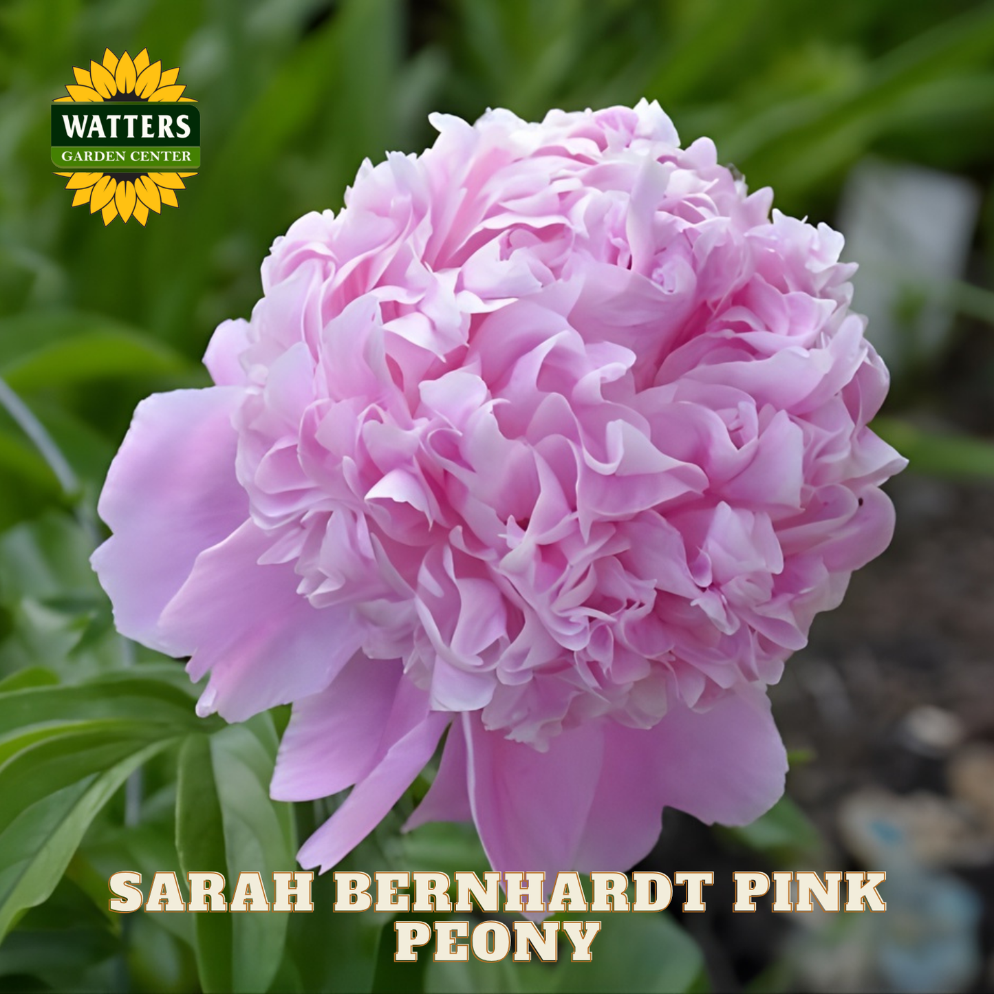 Pink peony flower with 'Watters Garden Center' logo and text overlay.