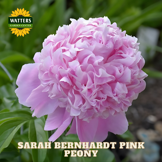 Pink peony flower with 'Watters Garden Center' logo and text overlay.
