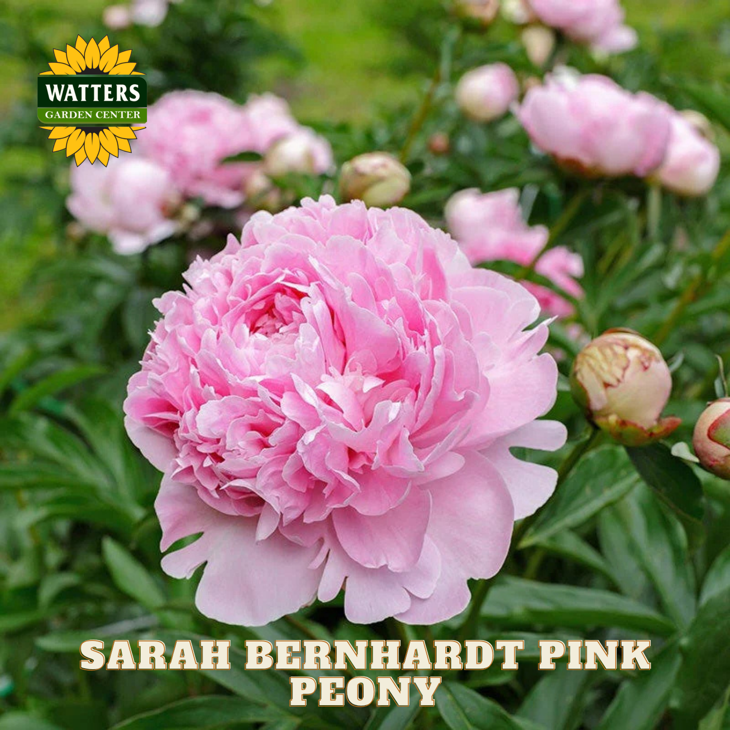 Pink peony flower with green leaves and Watters Garden Center branding.