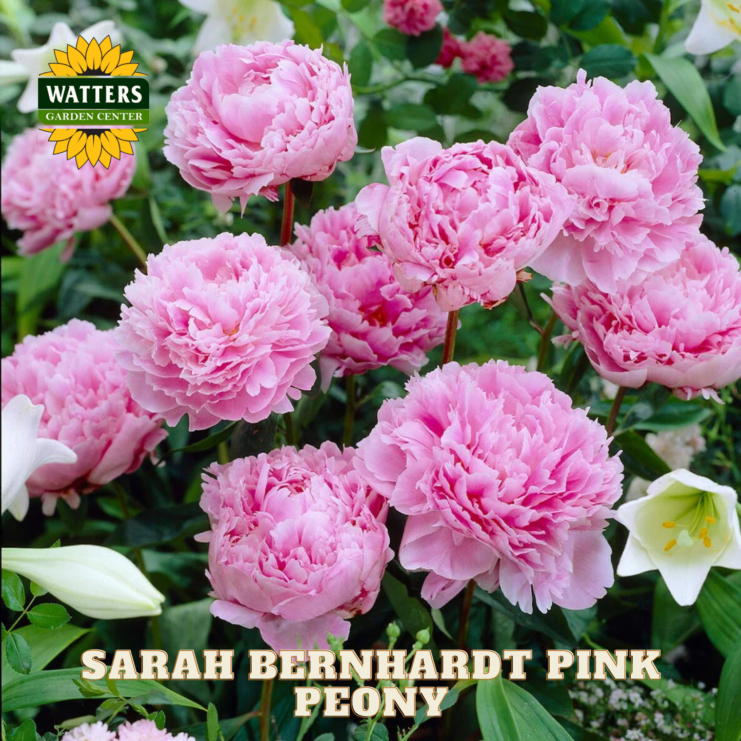 Pink peony flowers with 'Watters Garden Center' logo and 'Sarah Bernhardt Pink Peony' text.