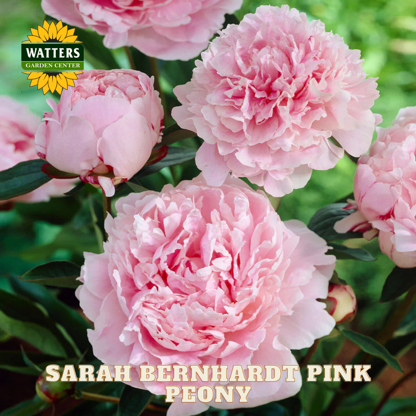 Pink peony flowers with 'Watters Garden Center' logo and 'Sarah Bernhardt Pink Peony' text.
