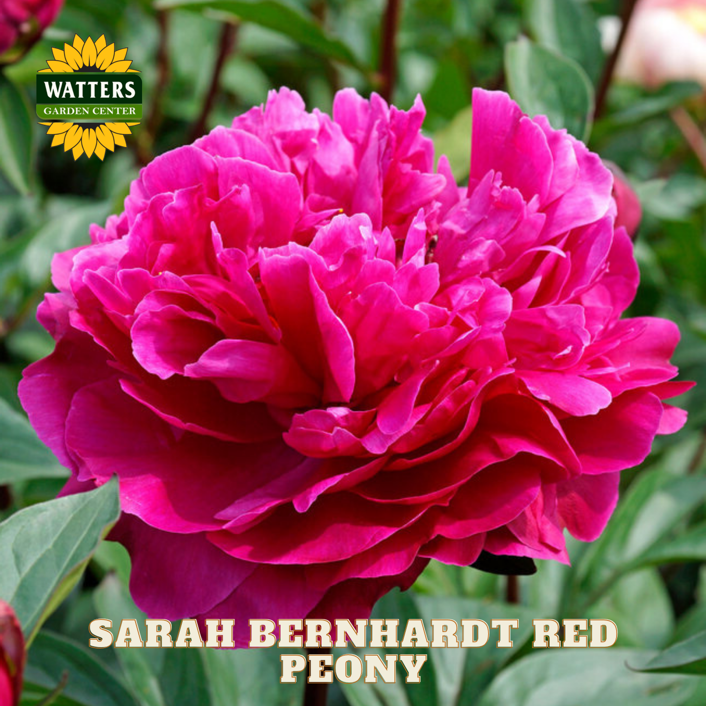Pink peony flower with 'Watters Garden Center' logo and 'Sarah Bernhardt Red Peony' text.