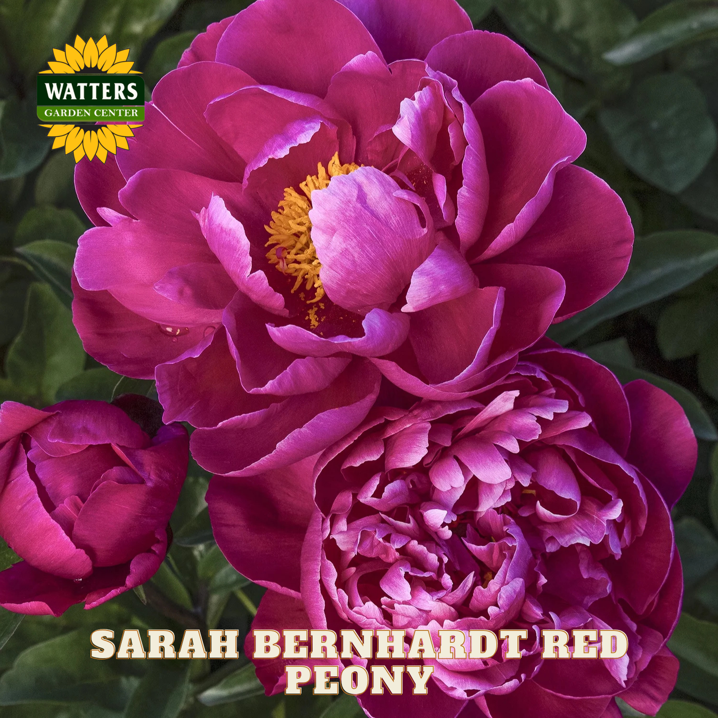 Pink peony flowers with 'Watters Garden Center' logo and 'Sarah Bernhardt Red Peony' text.