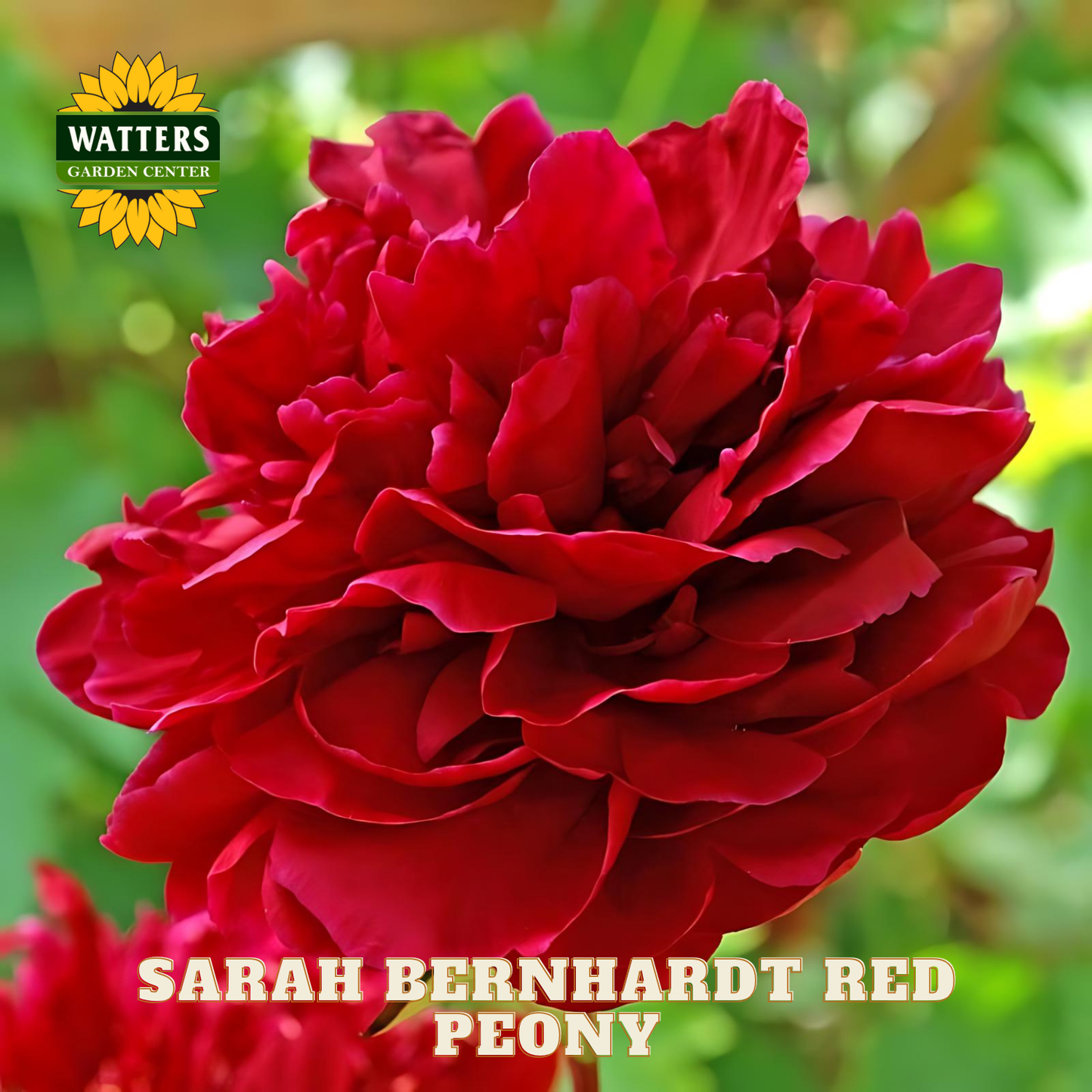 Red peony flower with 'Watters Garden Center' logo in the corner