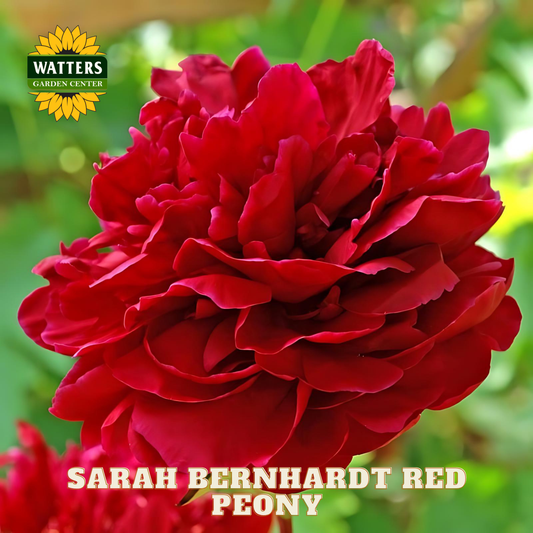 Red peony flower with 'Watters Garden Center' logo in the corner