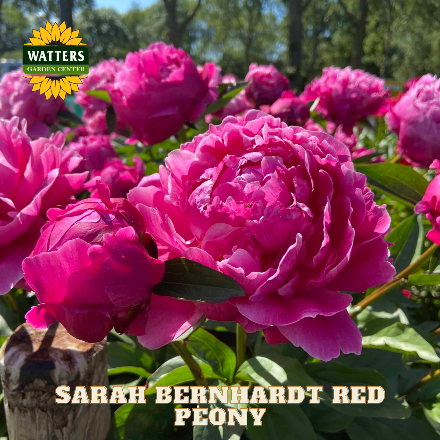 Pink peony flowers with 'Watters Garden Center' logo and 'Sarah Bernhardt Red Peony' text.