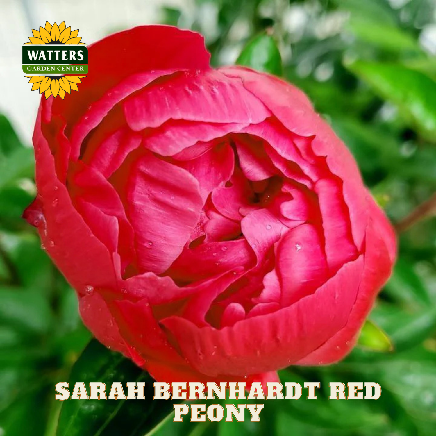 Pink peony flower with 'Watters Garden Center' logo and 'Sarah Bernhardt Red Peony' text.