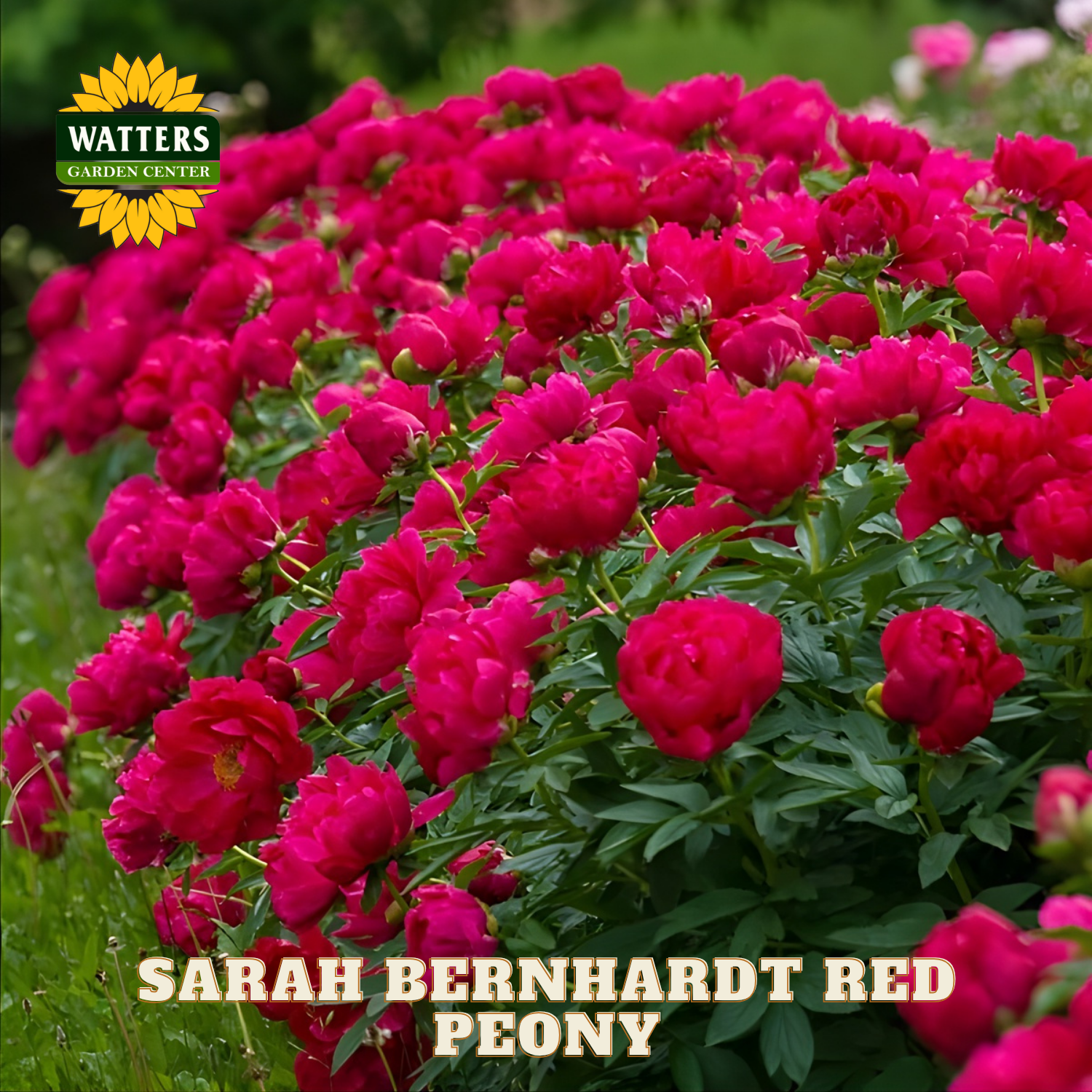 Bouquet of red peony flowers with Watters Garden Center branding.