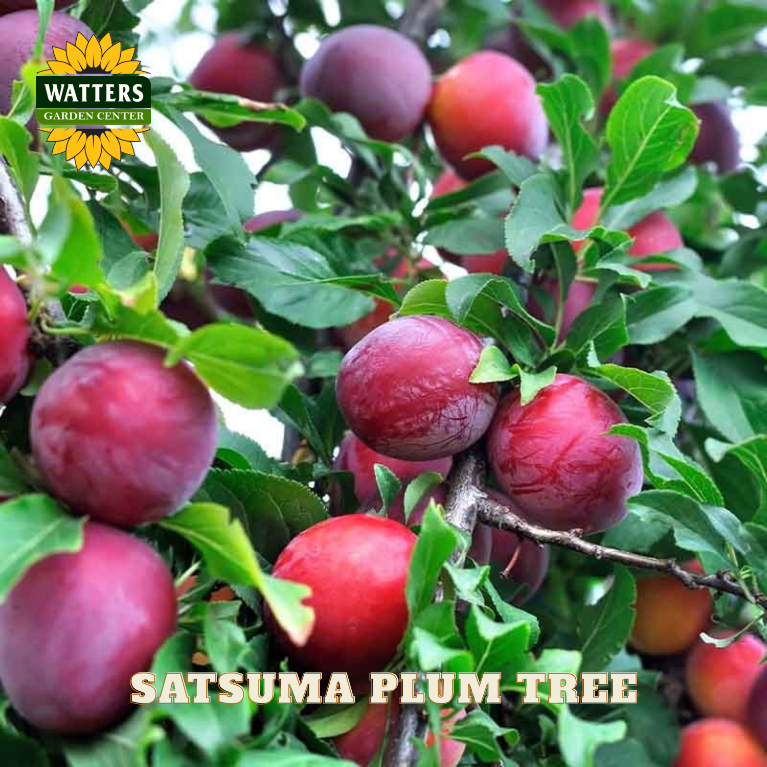 Satsuma plum tree with ripe plums and Watters Garden Center logo.