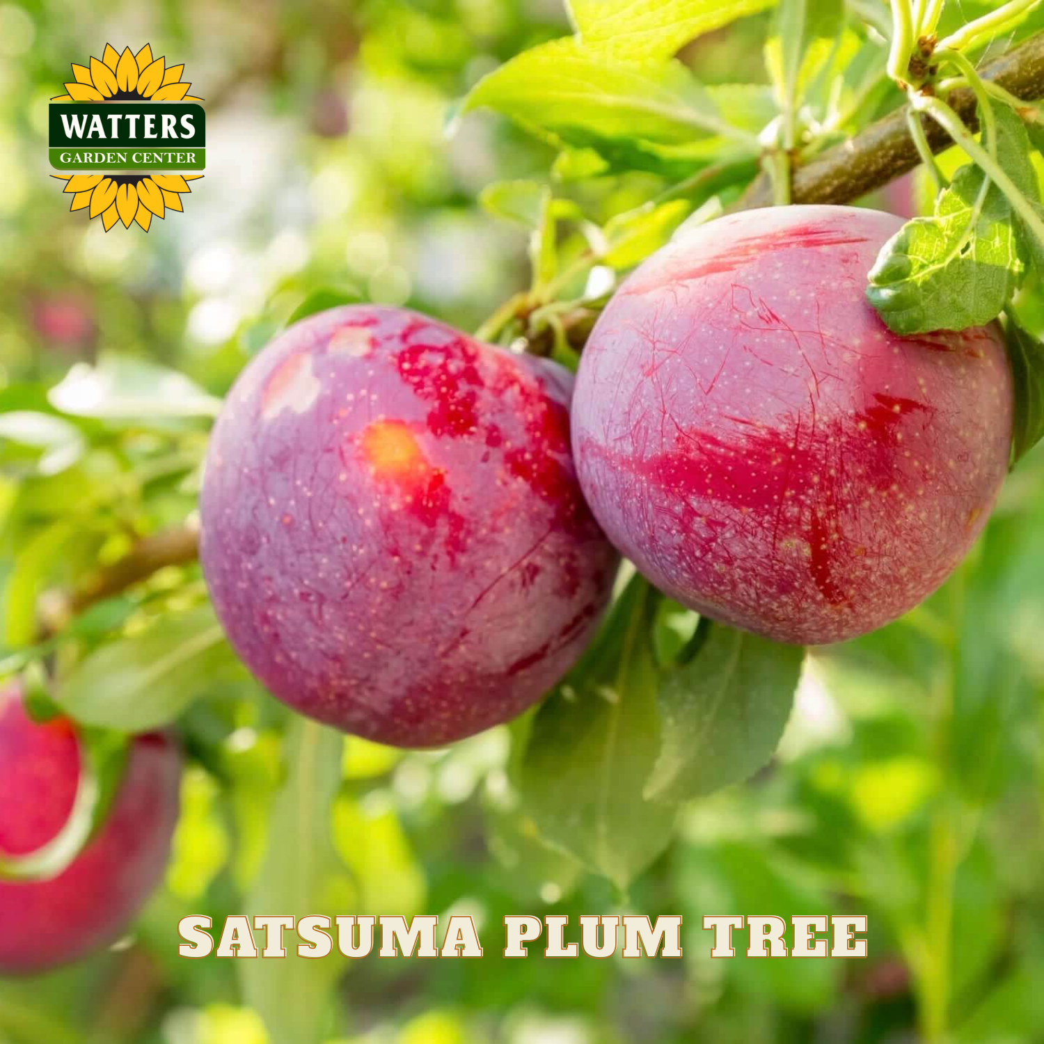 Satsuma plum tree with plums on a branch, Watters Garden Center logo visible
