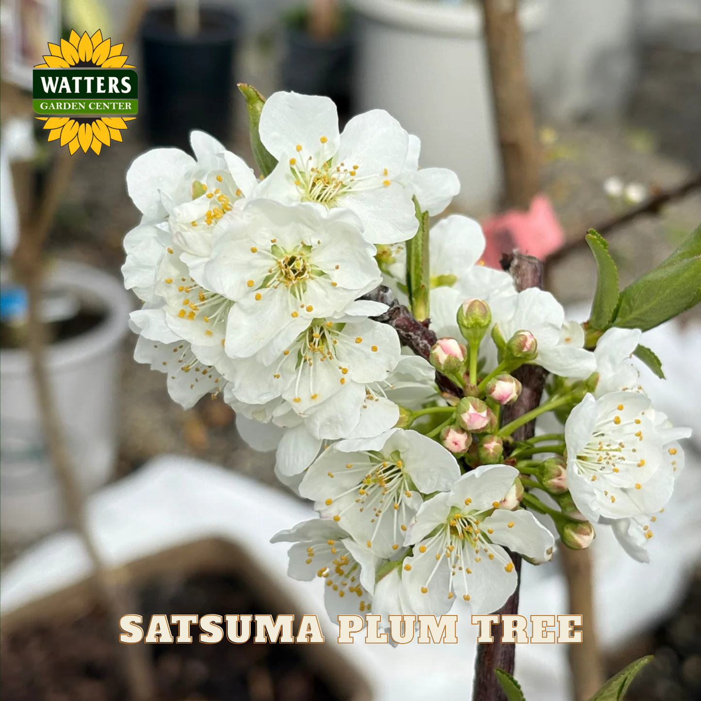 Satsuma plum tree with white flowers and buds, branded with Watters Garden Center.