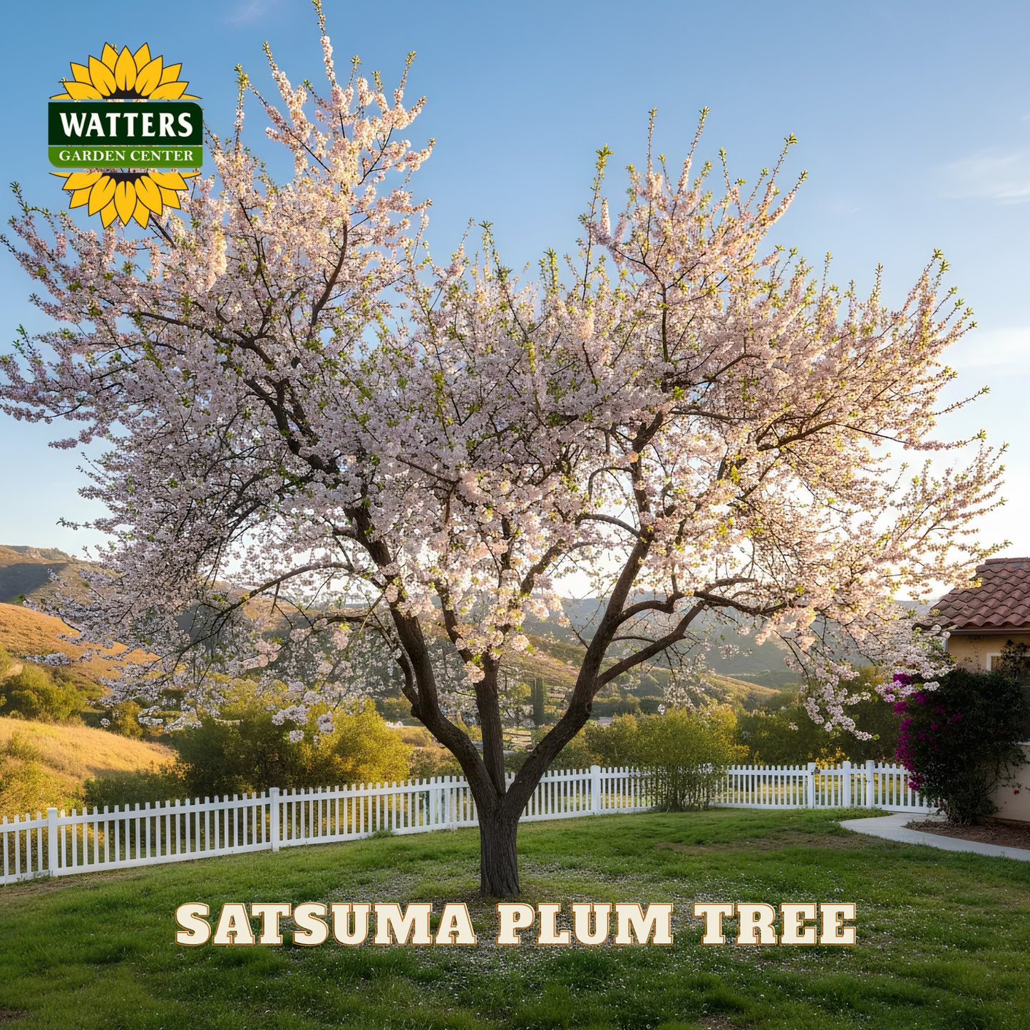 Satsuma plum tree with blossoms in a garden setting, featuring Watters Garden Center branding.