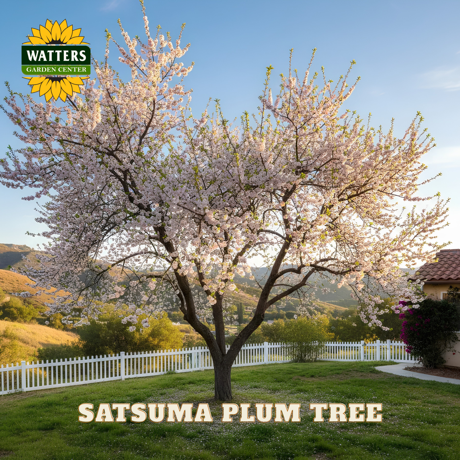 Satsuma plum tree with blossoms in a garden setting, featuring Watters Garden Center branding.