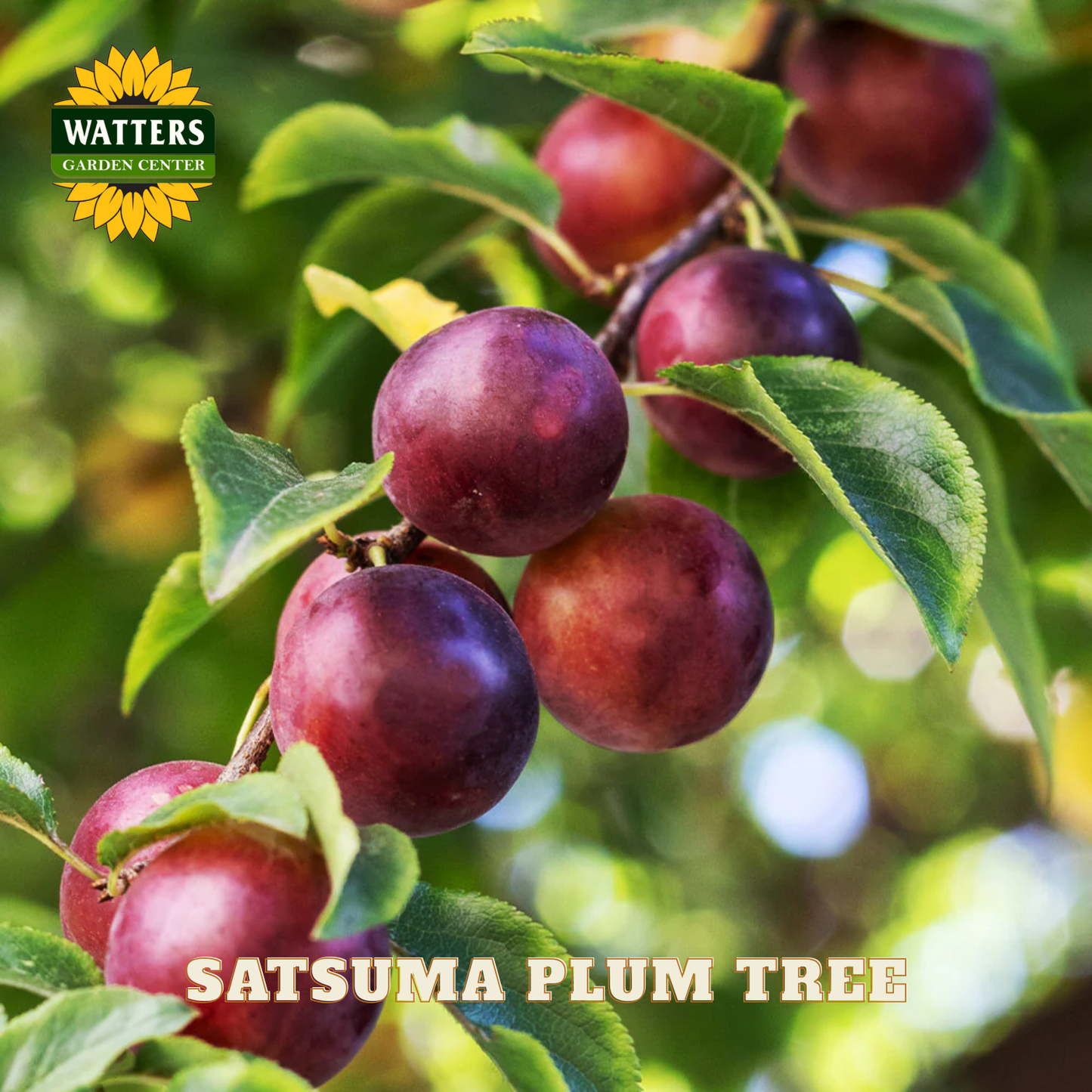 Satsuma plum tree with plums on a branch, Watters Garden Center logo visible
