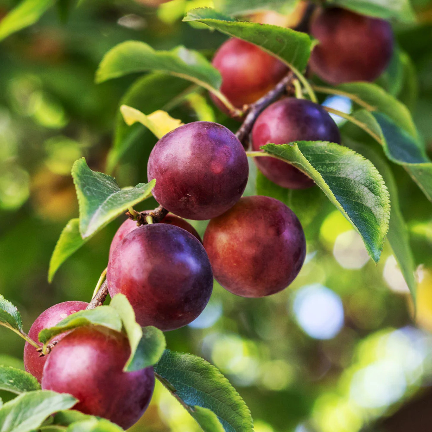 Ripe plums on a tree branch with green leaves