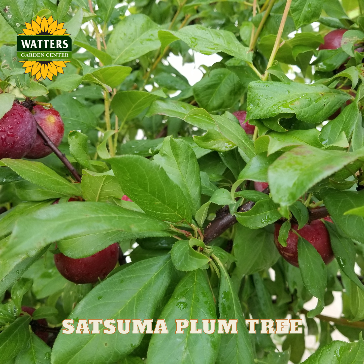 Satsuma plum tree with red plums and green leaves, featuring Watters Garden Center logo.