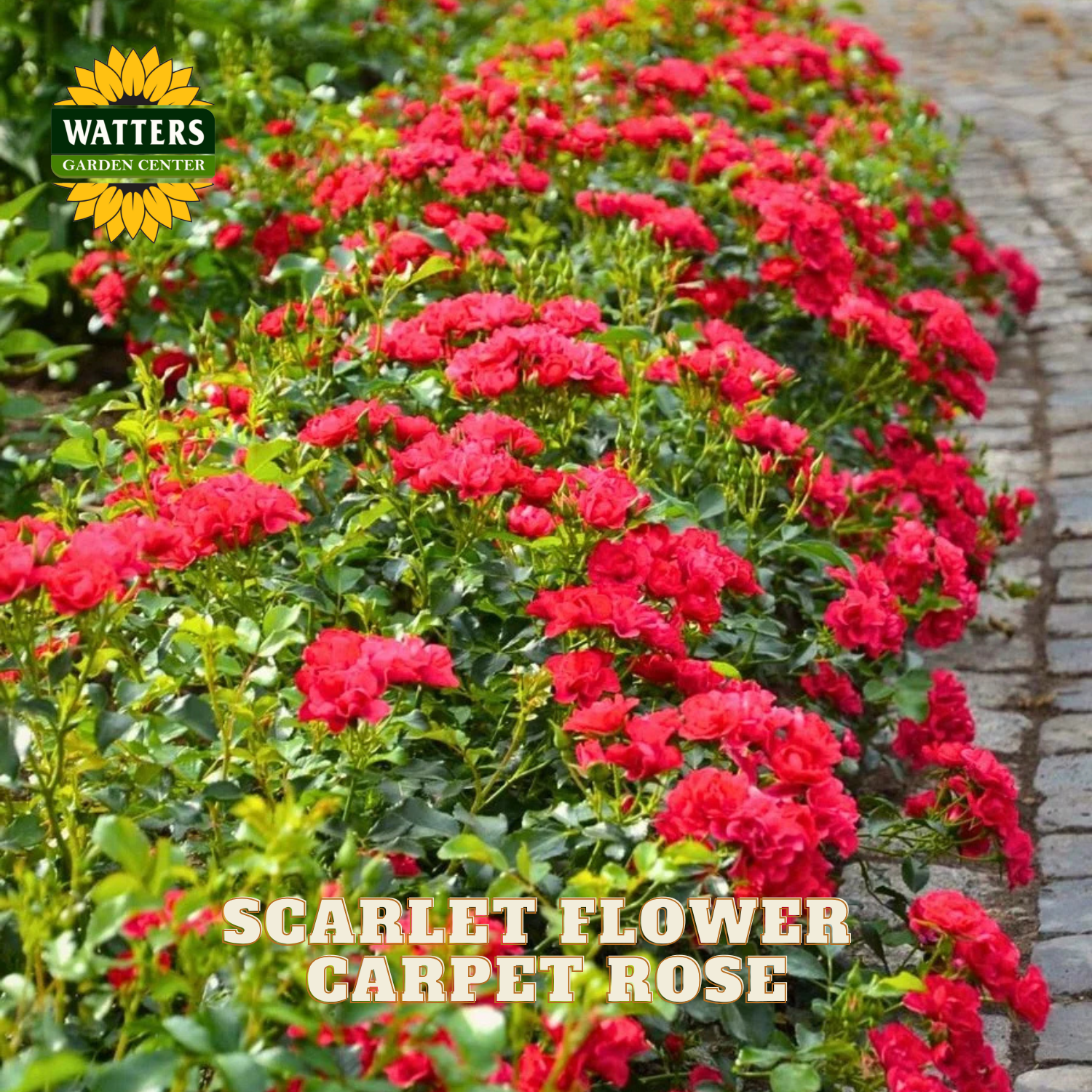 Blooming carpet rose plants in vivid red with green foliage, shown in a garden bed beside a stone path. Text overlay reads 'SCARLET FLOWER CARPET ROSE' and a 'WATTERS GARDEN CENTER' logo appears in the top left.