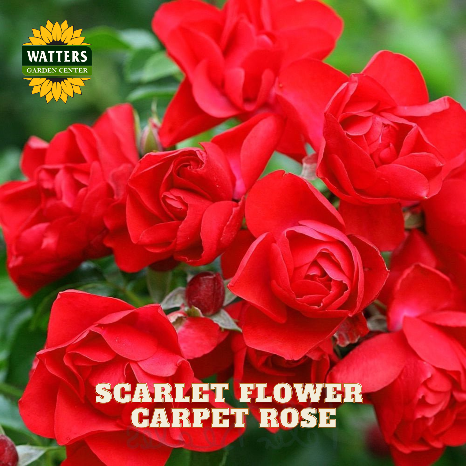 A close-up of bright red carpet rose flowers with green foliage, overlaid with the text 'SCARLET FLOWER CARPET ROSE' and a Watters Garden Centers logo in the top left.