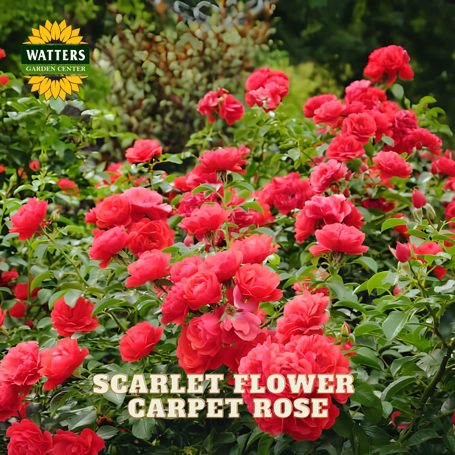 A dense carpet of bright scarlet red flowers with green foliage, shown in a garden-style setting. Text at the bottom reads 'SCARLET FLOWER CARPET ROSE,' and a Watters Garden Centers logo appears in the top left corner.