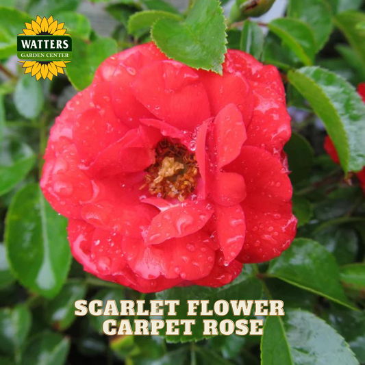 A close-up of a bright red carpet rose flower with water droplets, surrounded by green leaves. The Watters Garden Centre logo is in the top-left corner, and the text 'SCARLET FLOWER CARPET ROSE' is at the bottom.