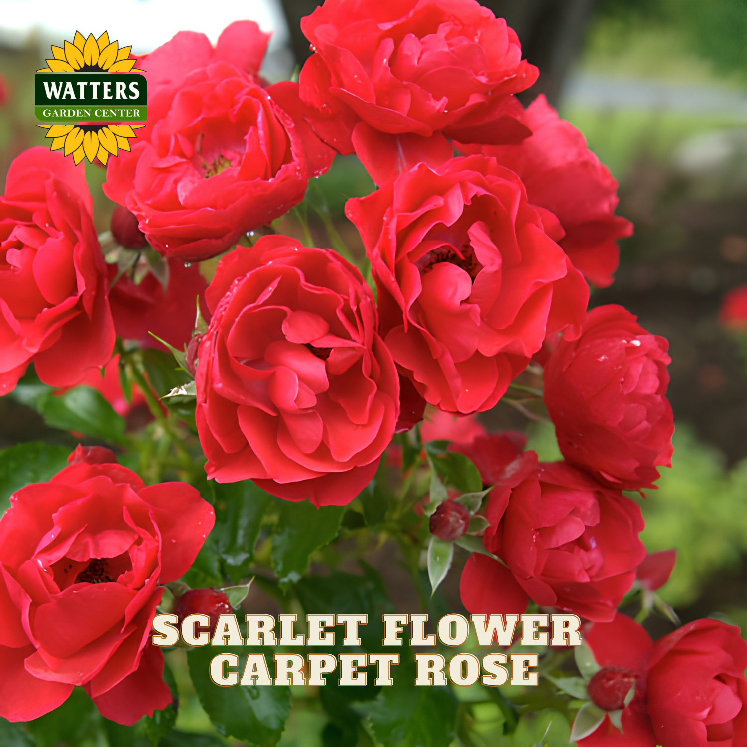 A close-up of bright red carpet roses with green foliage, featuring the Watters Garden Centers logo in the top left and the text 'SCARLET FLOWER CARPET ROSE' at the bottom.