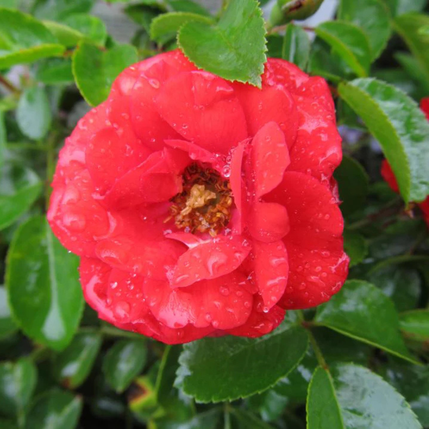 A close-up of a bright red rose bloom covered with raindrops, surrounded by glossy green leaves.
