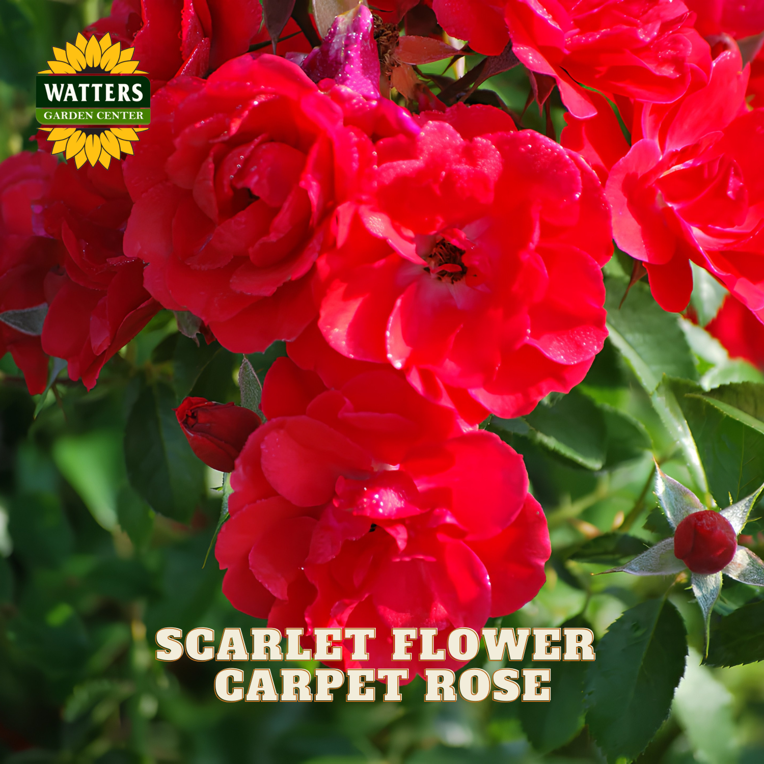 Close-up of bright red carpet roses with green leaves and a Watters Garden Center logo in the top left corner, with the text 'SCARLET FLOWER CARPET ROSE' at the bottom.