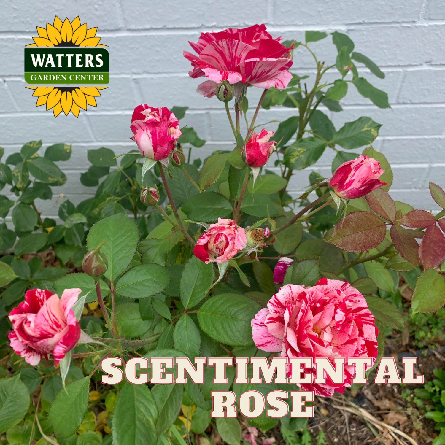 Pink roses with green leaves against a gray brick wall, featuring Watters Garden Center logo.