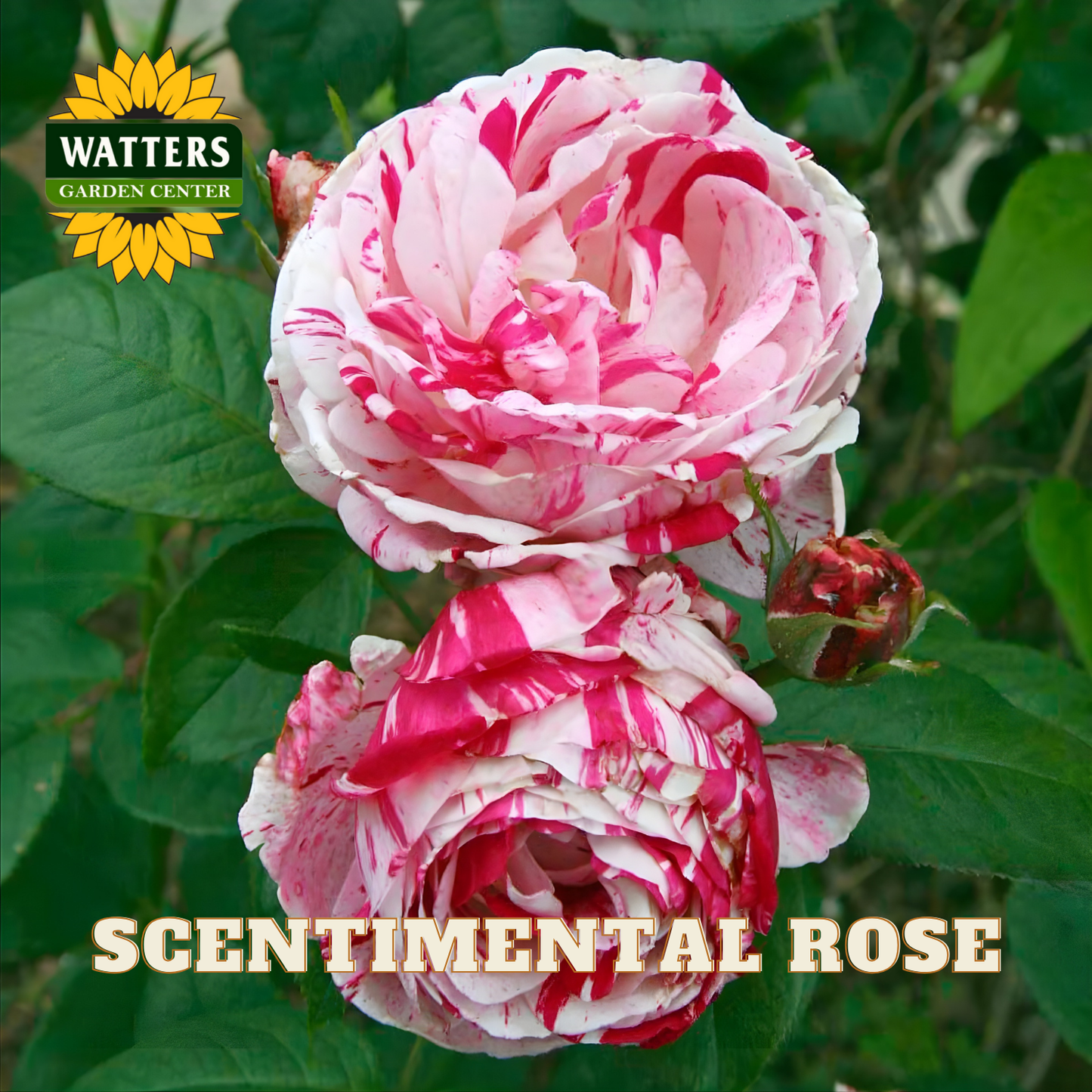 Pink and white rose with green leaves, Watters Garden Center logo visible