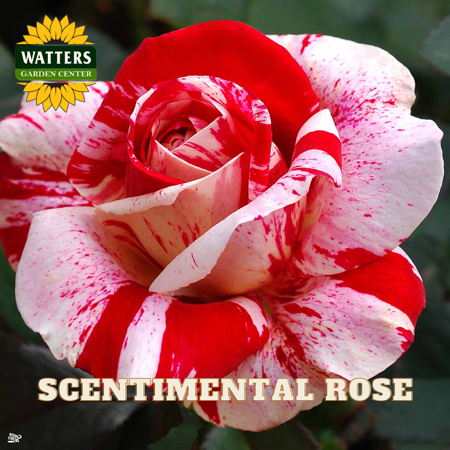 Red and white striped rose with 'Watters Garden Center' logo and 'Scentimental Rose' text.