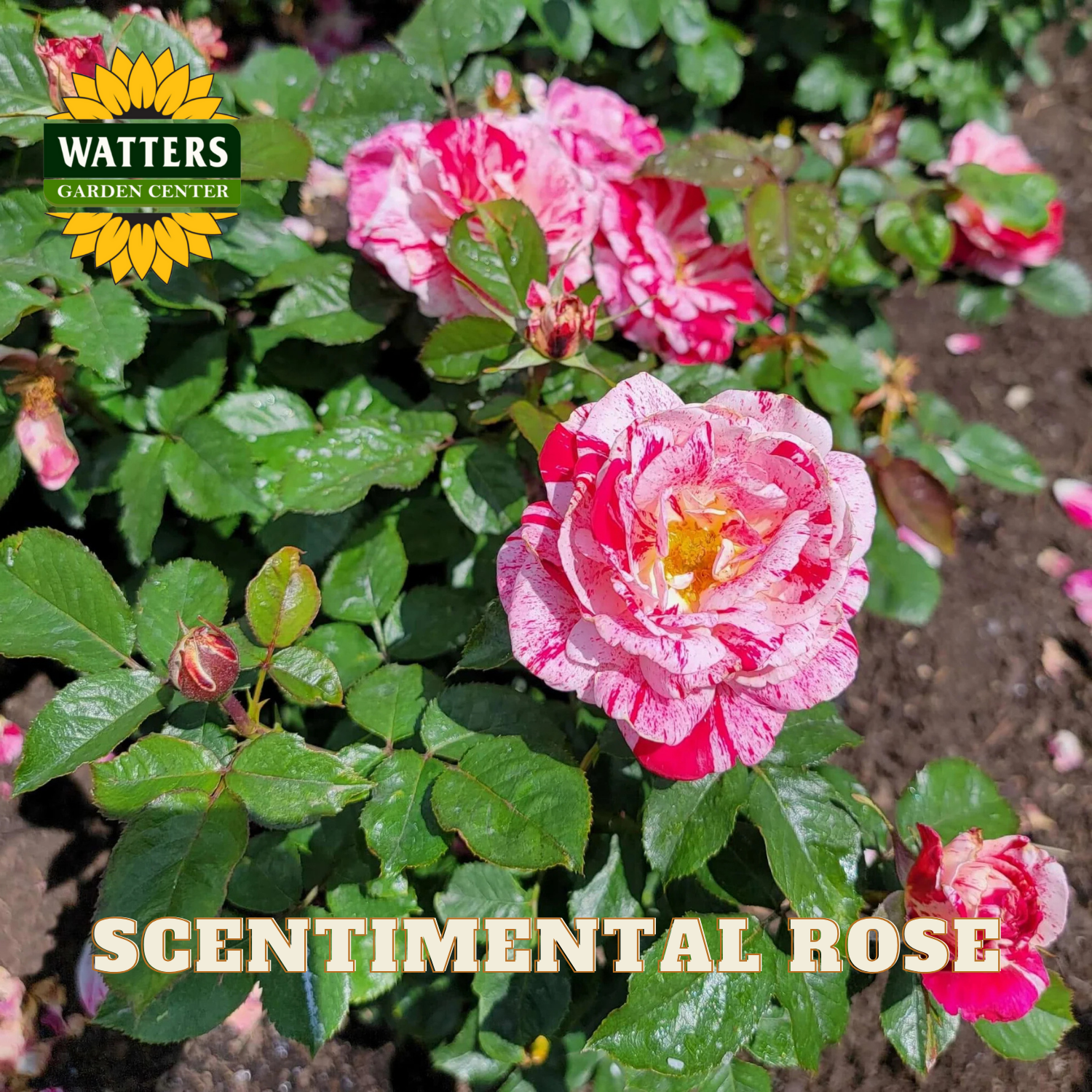 Pink roses with green leaves and 'Watters Garden Center' logo.