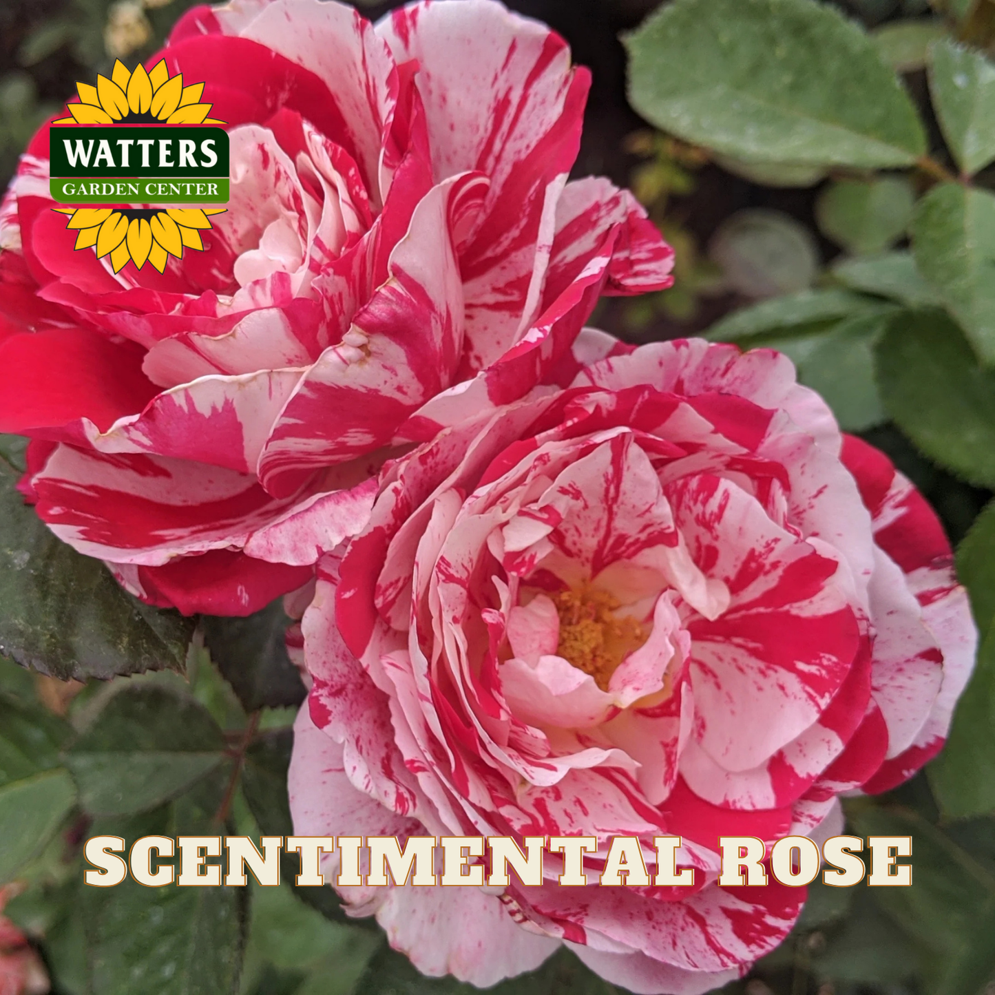 Two pink and red striped roses with 'Watters Garden Center' logo and 'Scentimental Rose' text.