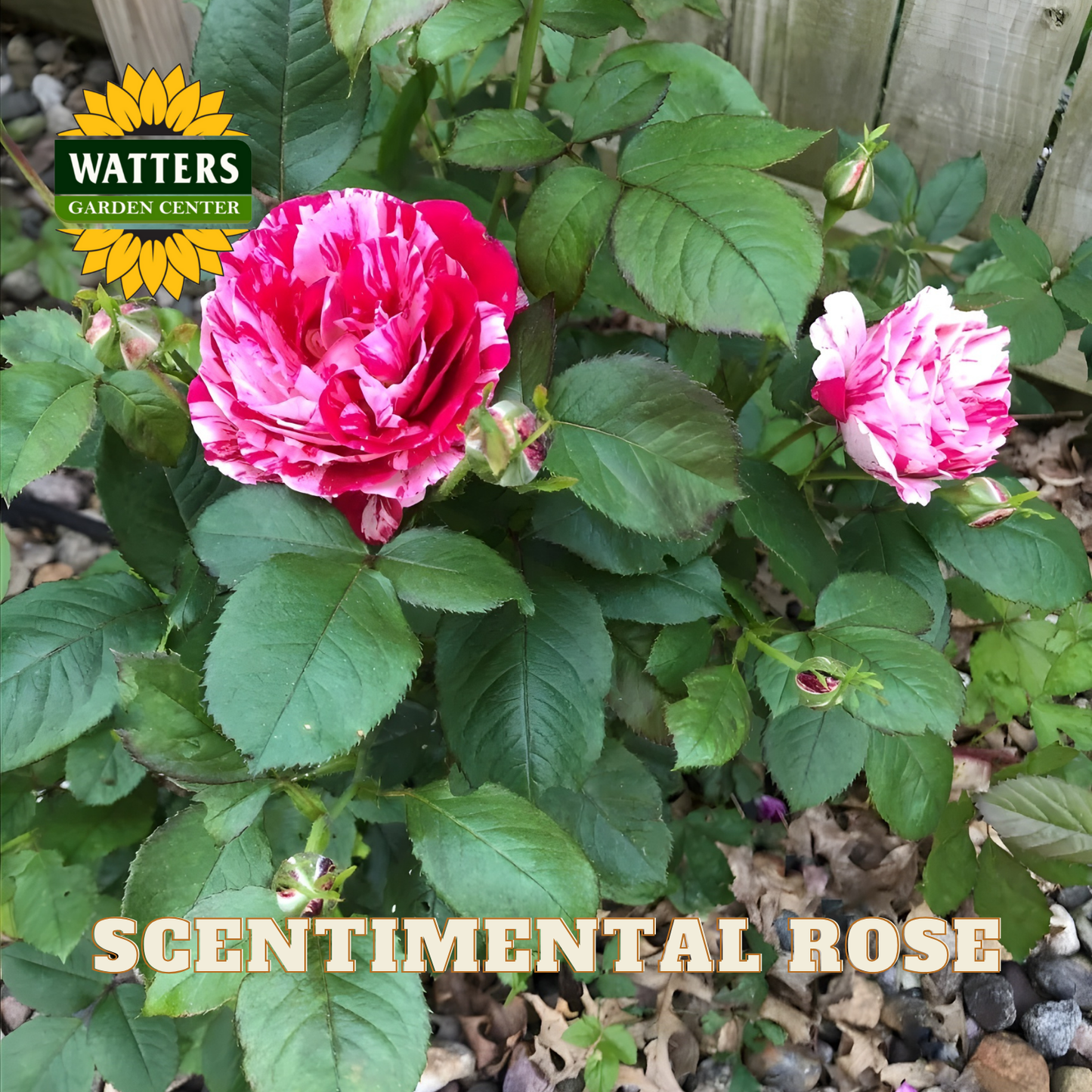 Pink rose with green leaves and 'Watters Garden Center' logo.