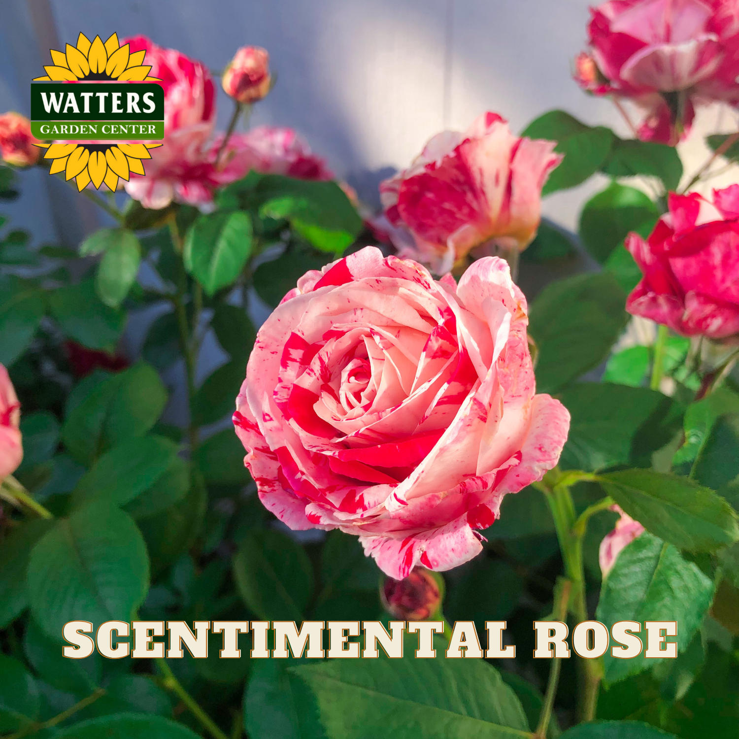 Pink rose with 'Watters Garden Center' logo and 'Scentimental Rose' text.