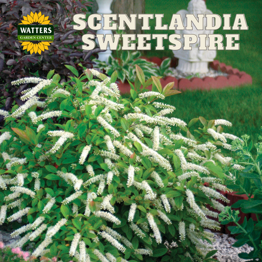 SCENTLANDIA SWEETSPIRE 2gal