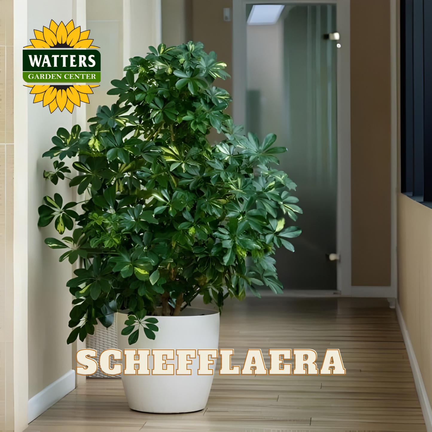 SCHEFFLAERA ASSORTED 6 IN.