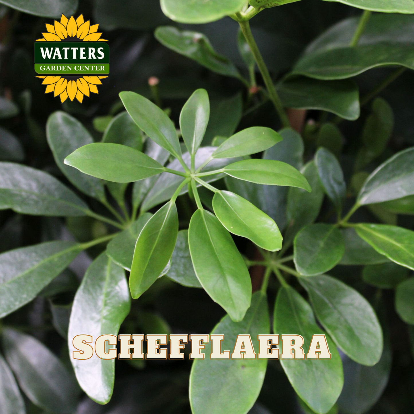 SCHEFFLAERA ASSORTED 6 IN.