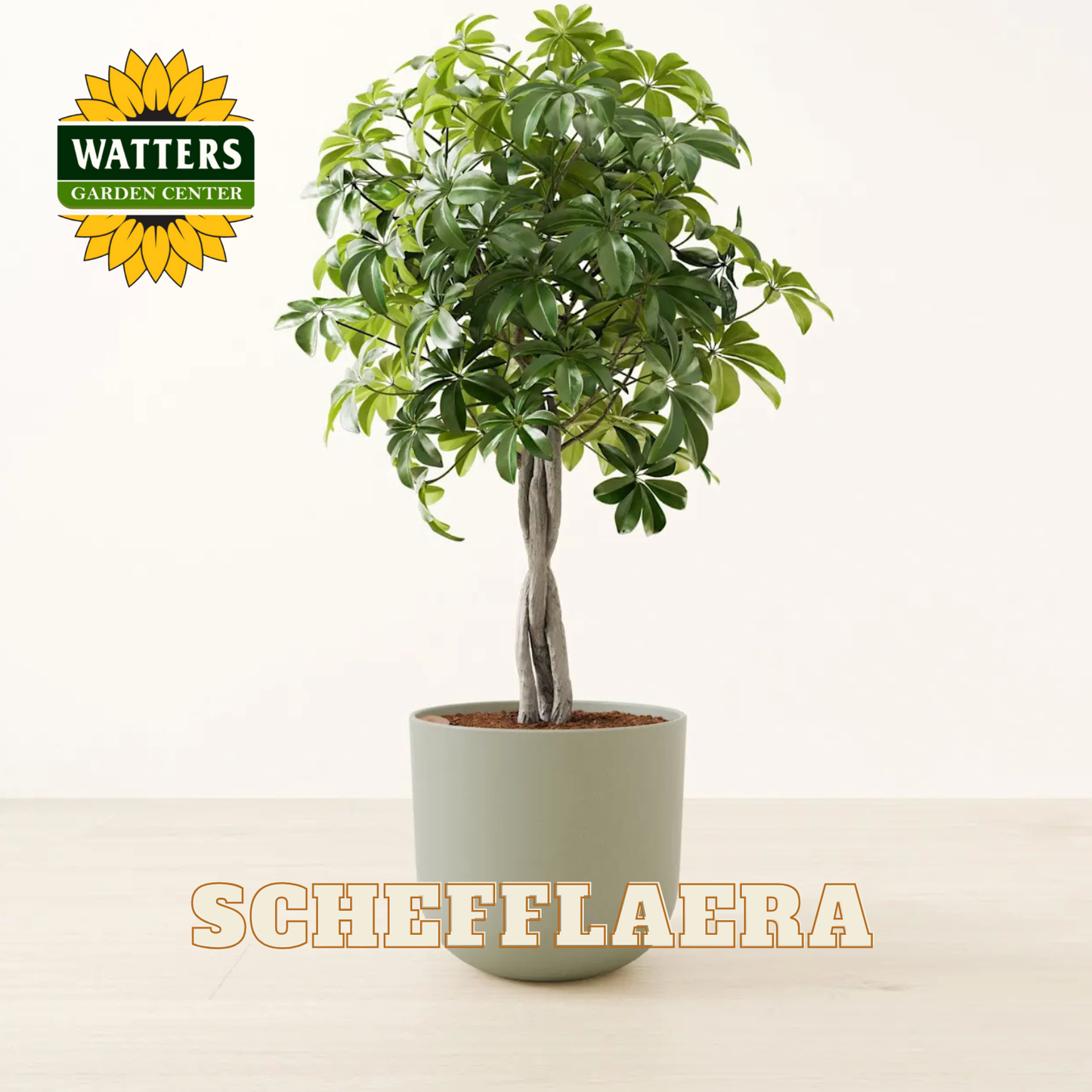 SCHEFFLAERA ASSORTED 6 IN.