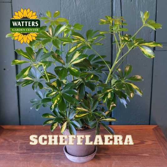 SCHEFFLAERA ASSORTED 6 IN.