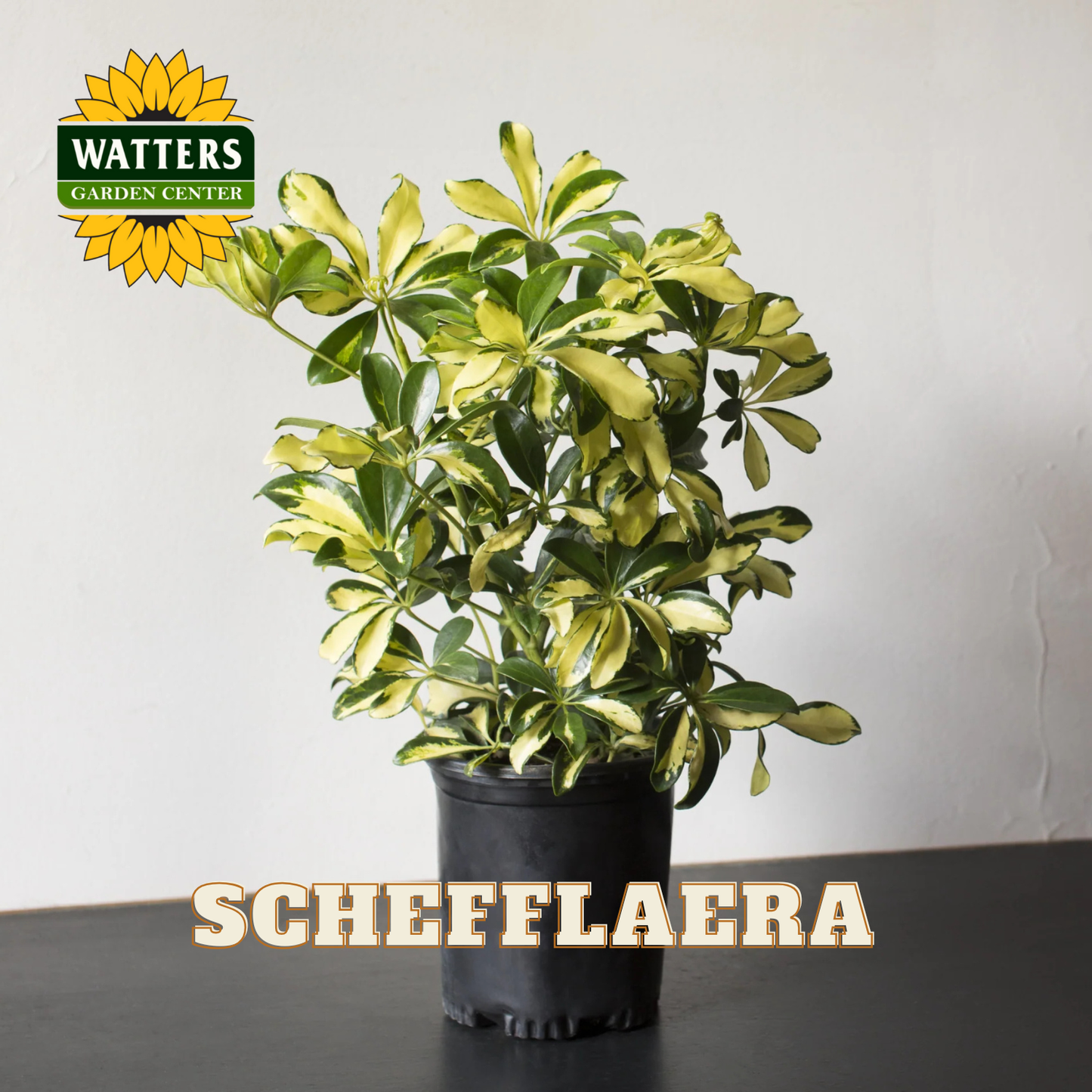 SCHEFFLAERA ASSORTED 6 IN.