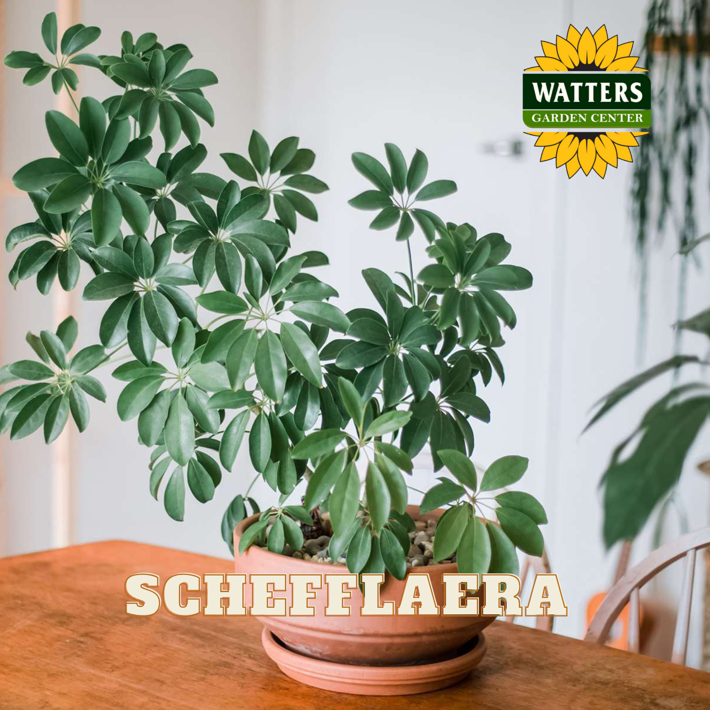 SCHEFFLAERA ASSORTED 6 IN.