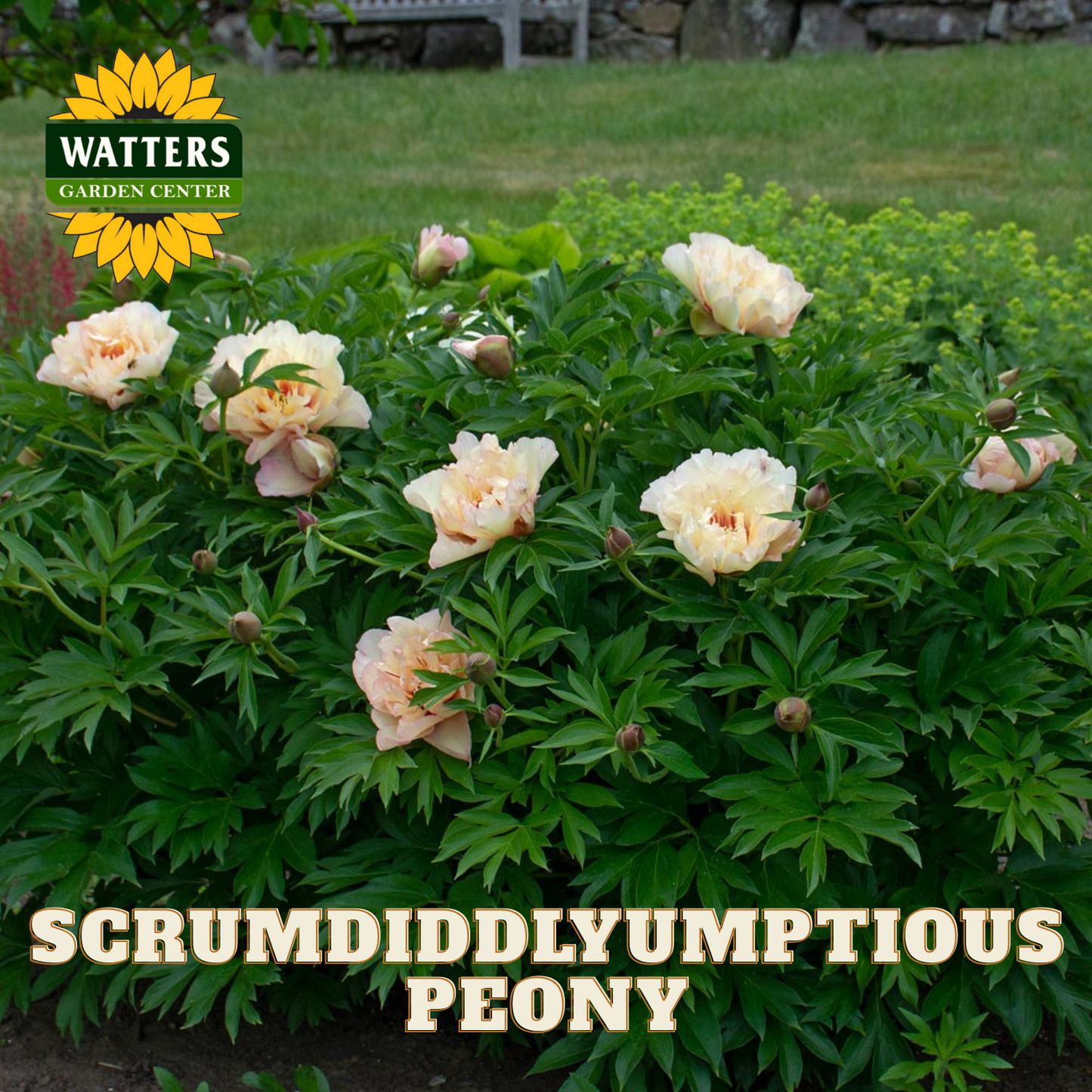 Scrumdiddlyumptious peony plant with Watters Garden Center branding.