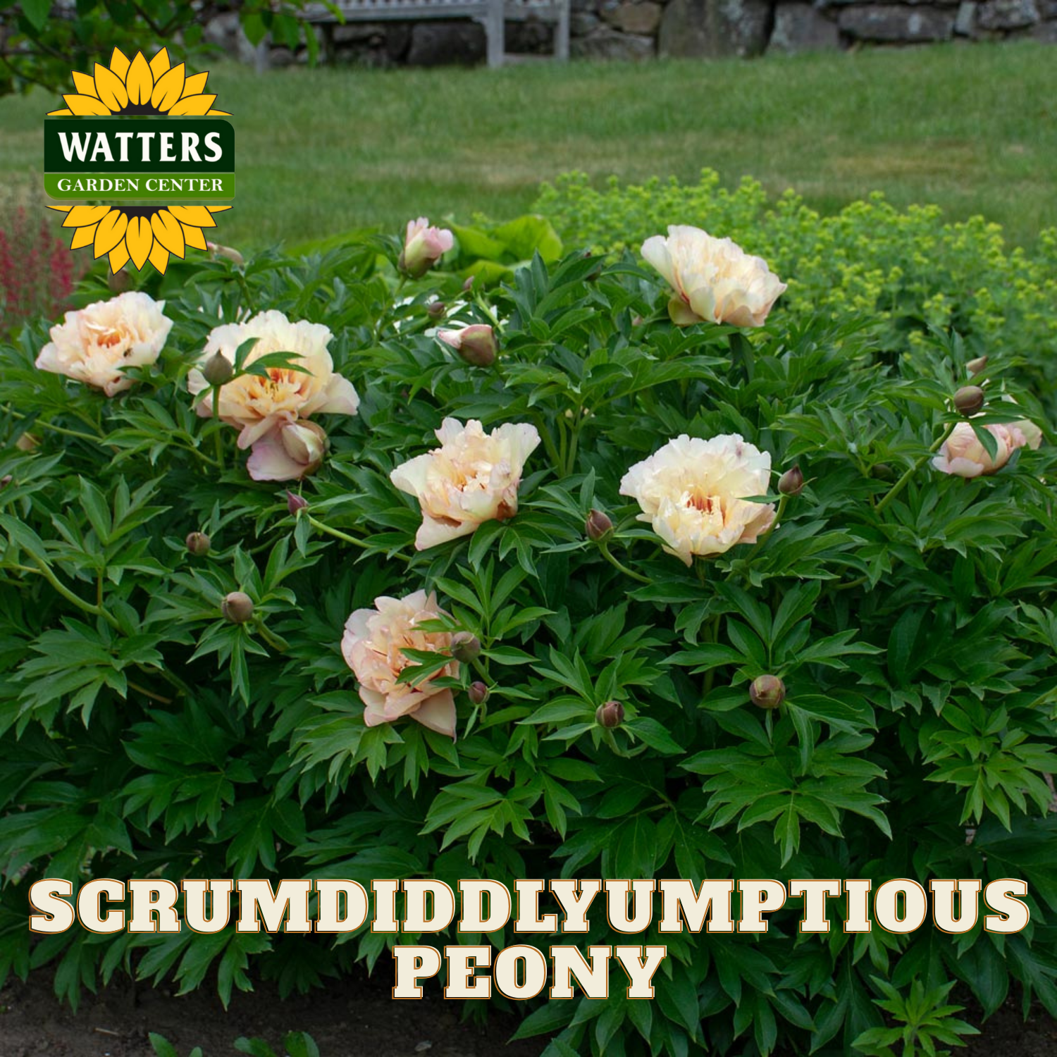 Scrumdiddlyumptious peony plant with Watters Garden Center branding.