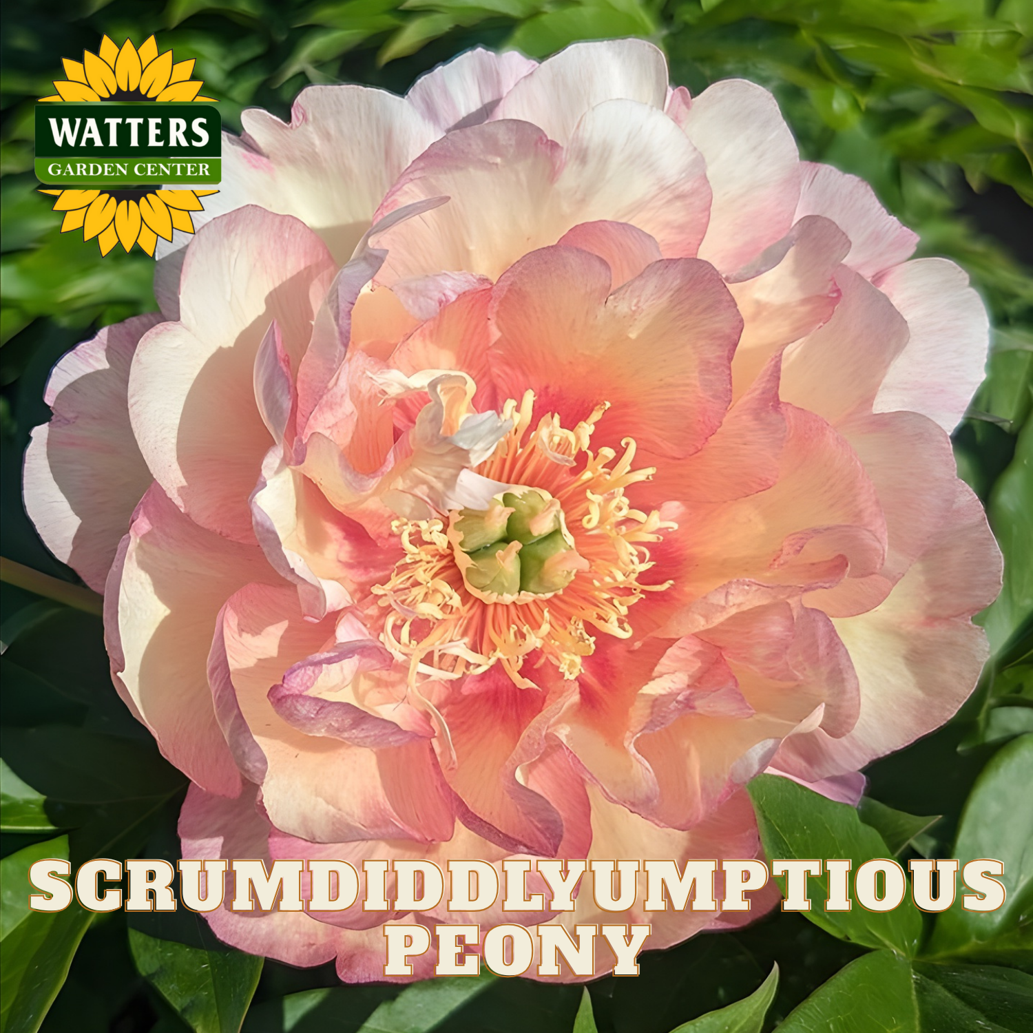 Large pink and white peony flower with 'Watters Garden Center' logo and 'Scrumdiddlyumptious Peony' text.