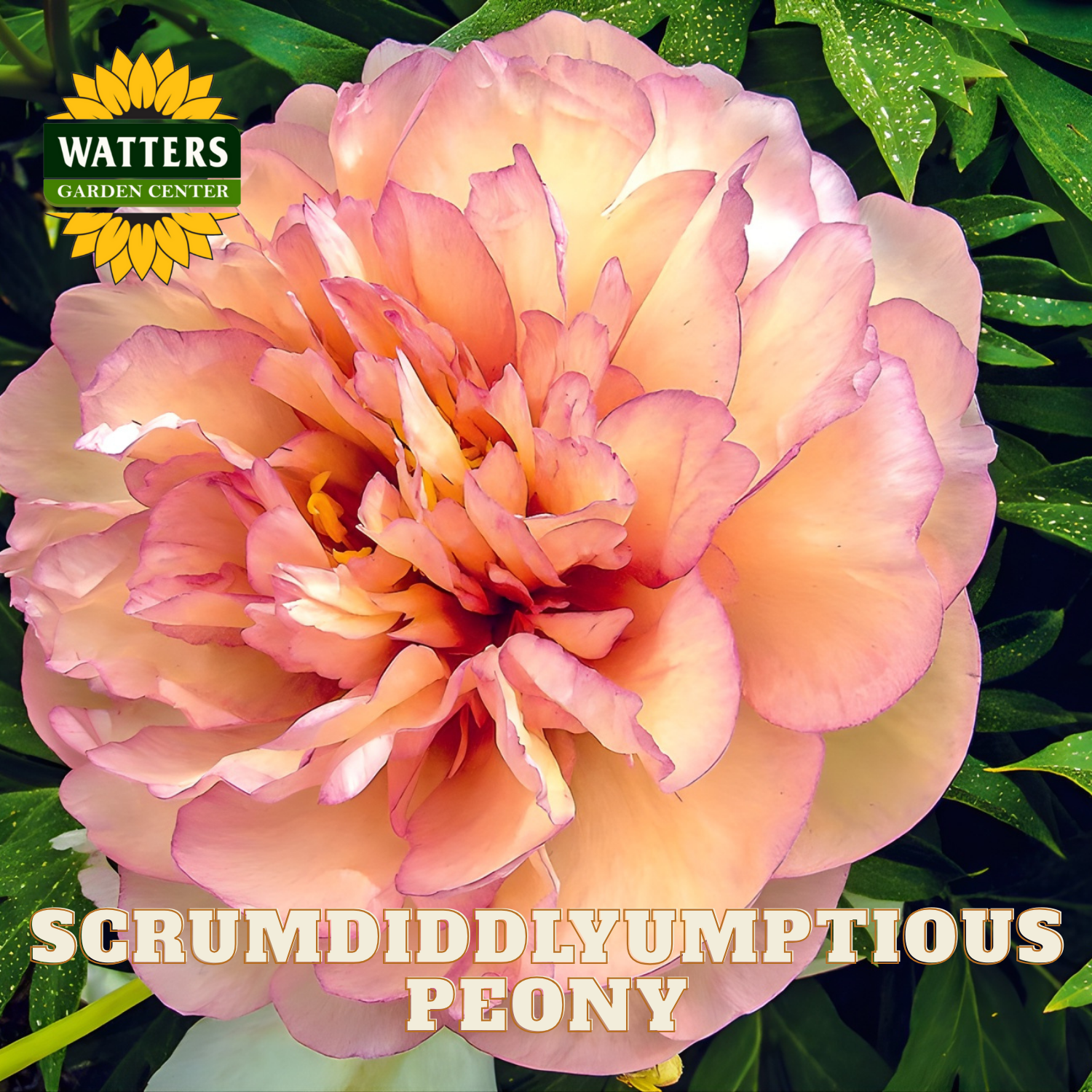 Pink peony flower with Watters Garden Center logo and text overlay.